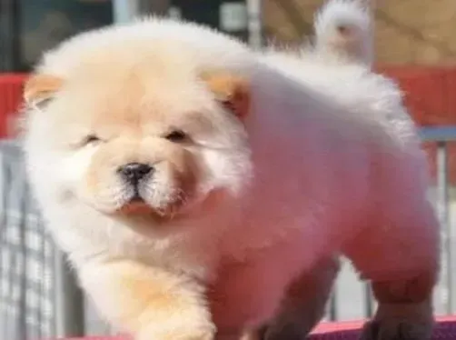 松狮犬|怎样改善松狮犬不爱吃饭的状况