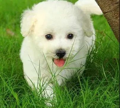 贵宾犬|贵宾犬绝育好处多 具体有哪些方面