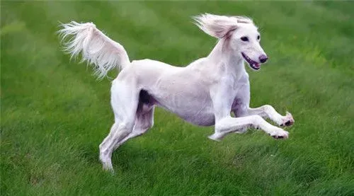 萨路基猎犬能跑多快 都说是世界上最快的狗 | 萨路基猎犬