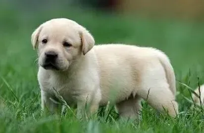 拉布拉多|呼吸更顺畅 防治拉布拉多犬支气管哮喘的方法