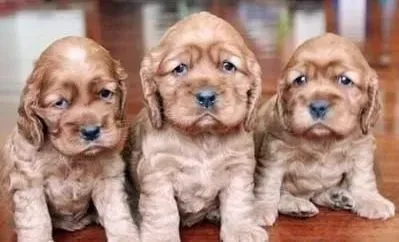 可卡犬|经常抚摸可卡犬好处多多