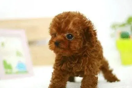 泰迪犬|我家泰迪犬最近有点咳嗽吃什么药好