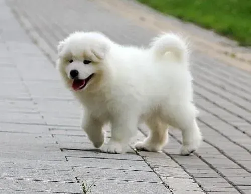 萨摩耶|在训练萨摩耶犬时必须遵循的原则