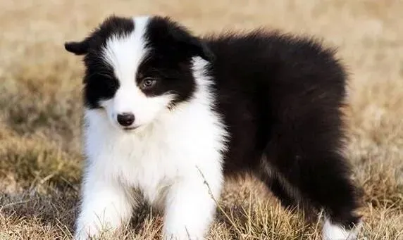 边境牧羊犬|如何让边境牧羊犬爱上吃狗粮