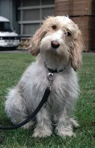 贝吉格里芬凡丁犬吃什么狗粮好   营养又均衡 | 贝吉格里芬凡丁犬