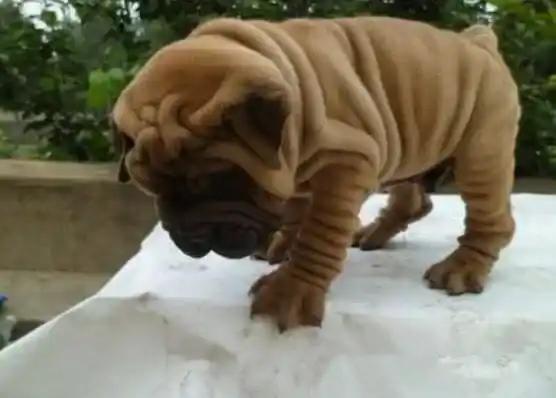 沙皮狗|如何让沙皮狗不食“街”来之食