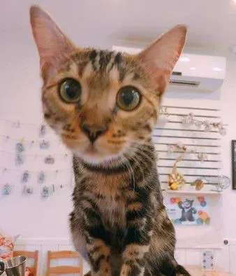 豹猫闻到自己尿味 露呆滞脸仿佛被自己的尿臭到 | 猫