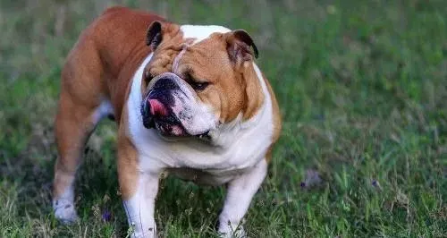 纯种英国斗牛犬如何养 喂养斗牛犬要用平底碗 | 英国斗牛犬