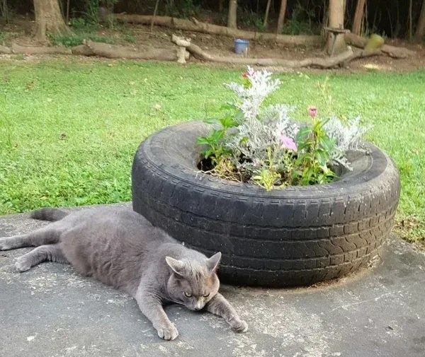 女子喂食弃猫六年 终于猫咪卸下警戒成功收编 | 猫