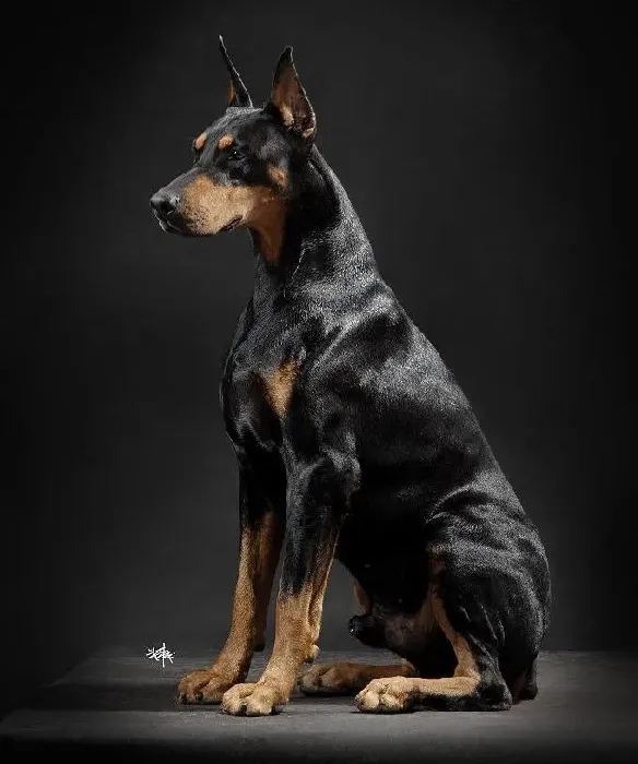 杜宾犬|怀孕56天的杜宾犬又拉又吐挺让我上火的