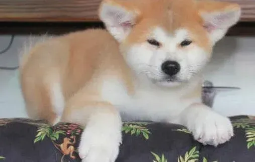 秋田犬|秋田犬老喜欢挠主人房门怎么纠正坏习惯