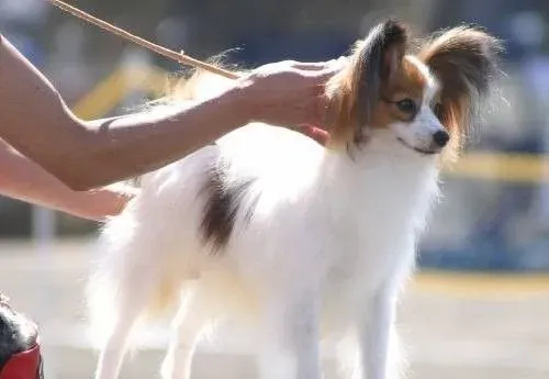 蝴蝶犬不能吃什么 细数狗狗不能吃什么 | 蝴蝶犬