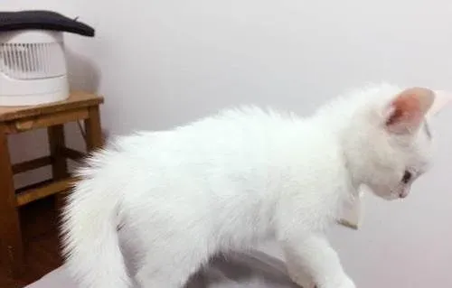 怎么能让猫发情 猫发情到底是怎么样的 | 猫