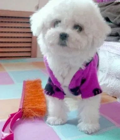 比熊犬|美容新技巧之三个步骤轻松给比熊犬完成美容任务