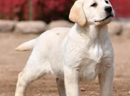 拉布拉多|不小心被拉布拉多犬抓伤了需要打针吗