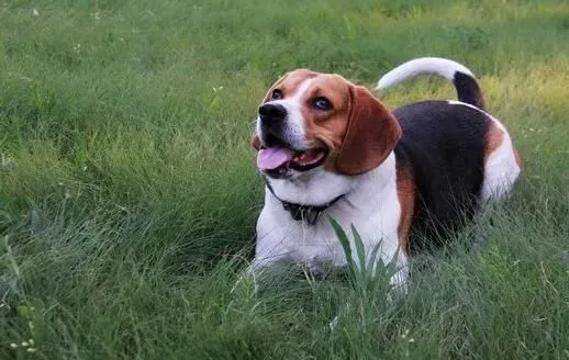 比格犬怎么看纯不纯 辨别比格犬纯种技巧 | 比格犬