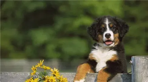 伯恩山犬咬人吗 是一种领地意识很强的动物 | 伯恩山犬