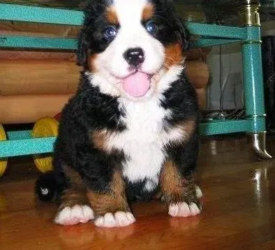 伯恩山犬|伯恩山犬晚上总呕吐黄色液体是怎么回事