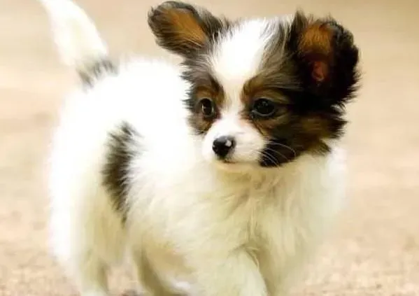蝴蝶犬|关注蝴蝶犬的眼睛，保证狗狗的健康