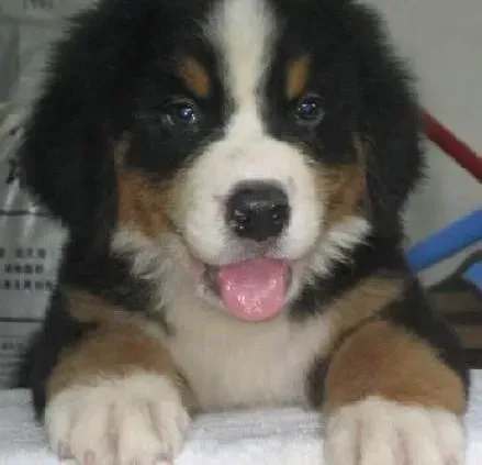 伯恩山犬|伯恩山犬可以吃什么水果