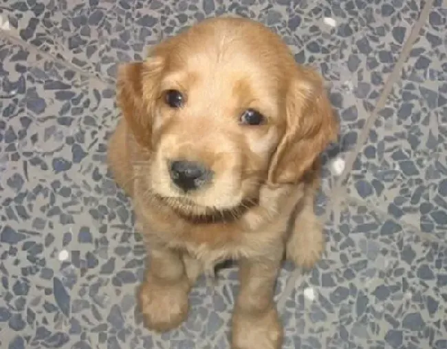 可卡犬|训练百分百 如何让可卡犬成为一名优秀的宠物