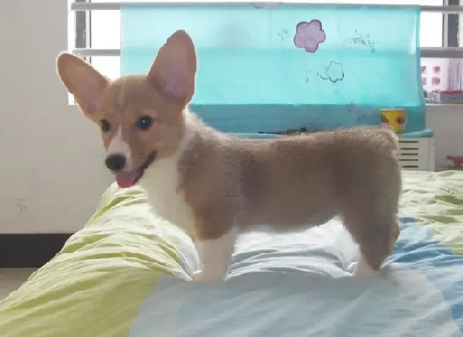 柯基犬|如何让柯基犬健康而轻松的度过冬季