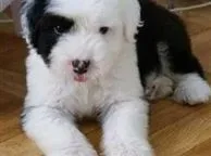古代牧羊犬|关于皇家猫粮：铲屎君有话要说