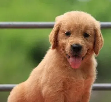金毛|金毛犬误食异物的解决方法