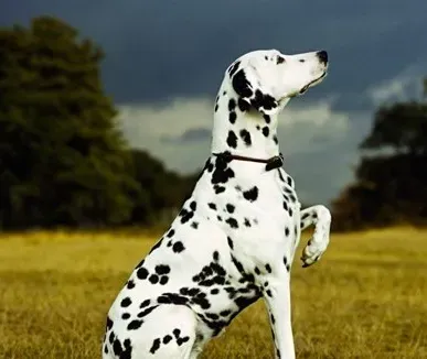 大麦町犬好不好 大麦町犬的介绍以及性格 | 大麦町犬