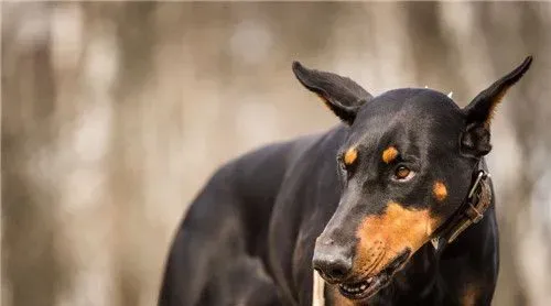 杜宾犬寿命 杜宾犬的寿命为10到14年 | 杜宾犬