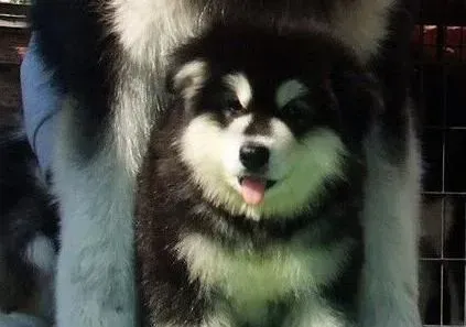 阿拉斯加犬|怎么才能为阿拉斯加犬打造一个安全的家