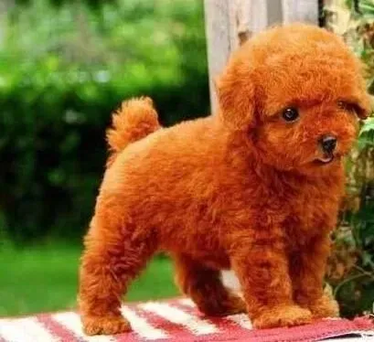 贵宾犬|适合贵宾犬食用的肉类产品的营养成分