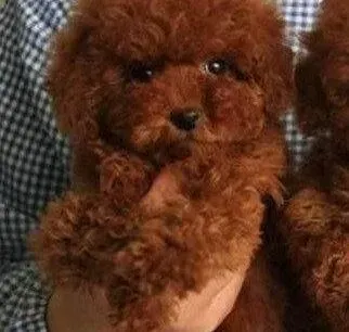 贵宾犬|贵宾犬不喜欢吃慕斯优卡狗粮该换哪种狗粮好