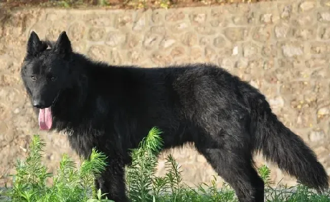 比利时牧羊犬的成长表 幼崽的过程是非常艰辛 | 比利时牧羊犬