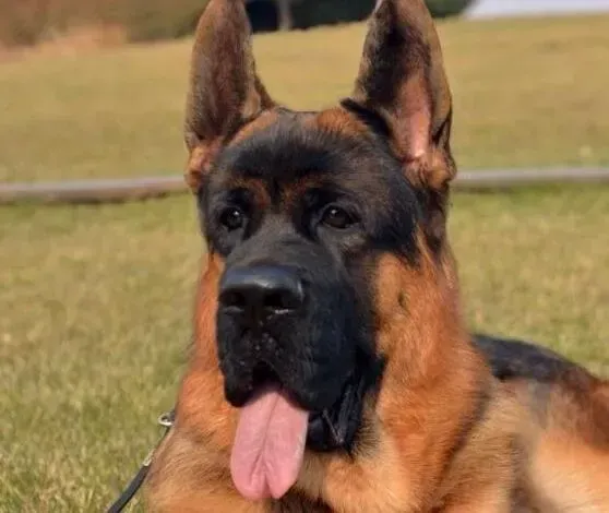 德国牧羊犬|德国牧羊犬放屁好臭是怎么回事