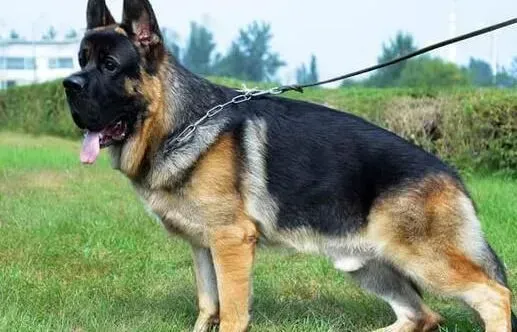 德国牧羊犬|饲养德国牧羊犬须注意选择合适的食物