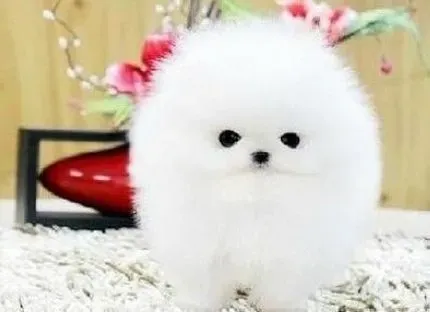 博美犬|饲养博美犬就应该了解它的思维模式