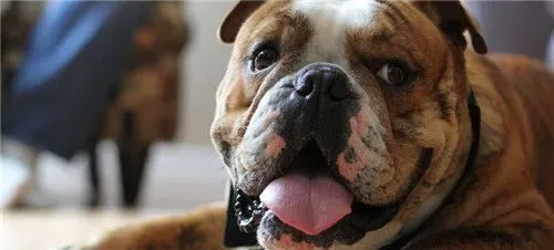 纯种英国斗牛犬如何养 喂养斗牛犬要用平底碗 | 英国斗牛犬