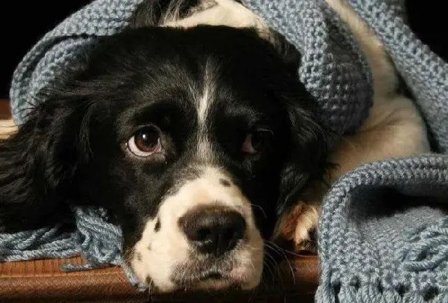 大丹犬|减缓大丹犬怕打雷、怕鞭炮声的训练方法