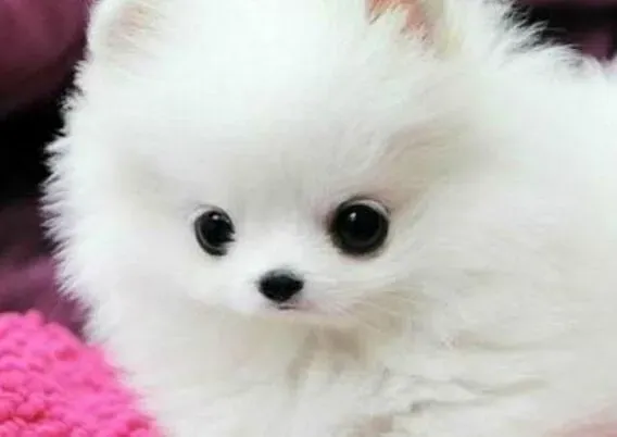 博美犬|关于博美犬肢体语言的知识介绍