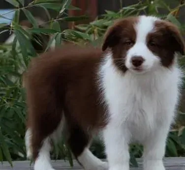 边境牧羊犬|分析边境牧羊犬容易患上的几类咳嗽
