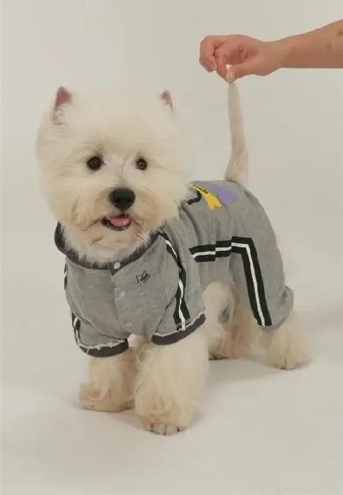 西高地|如何正确的帮助西高地犬储存食物
