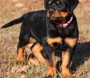 罗威纳犬|如何改变改变罗威纳犬上厕所的地方