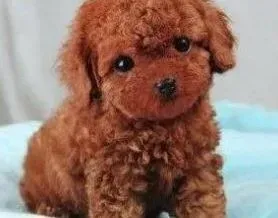 贵宾犬|养贵宾犬百科知识之洗澡方法