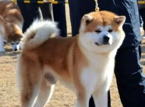 秋田犬|新手训练秋田犬的几点技巧