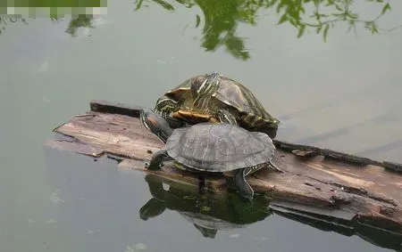 乌龟冬眠怎么换水 一个月换一次水即可 | 乌龟