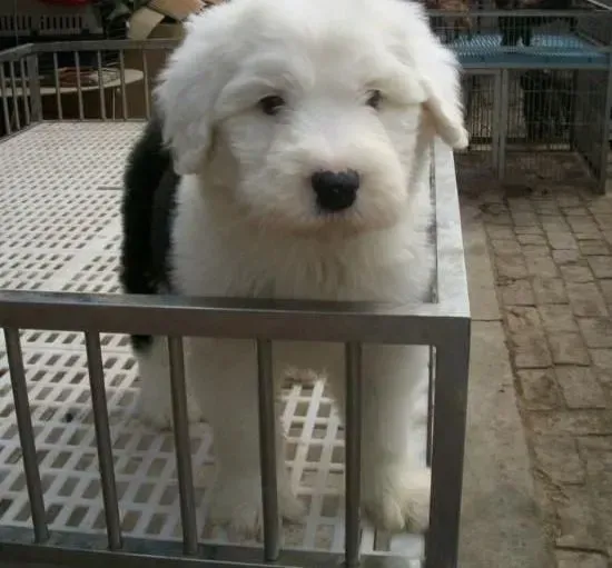 古代牧羊犬|主人如何照顾初进家门的古代牧羊犬