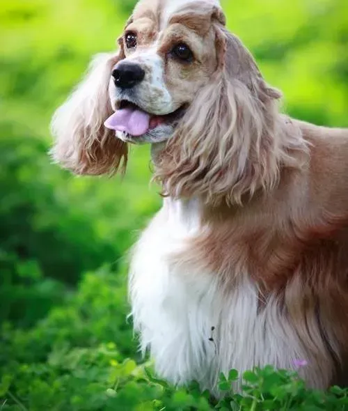 可卡犬|可卡犬忽然大喘气是生病前兆么