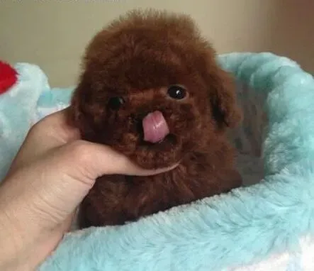 贵宾犬|主人应该怎样修剪贵宾犬全身的毛发