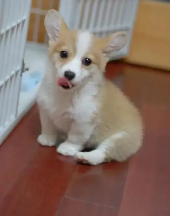 柯基犬|柯基犬不吃东西，呕吐拉稀怎么办